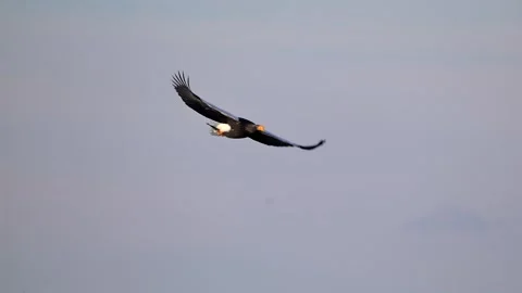 White-Tailed Eagle Hunting Fish in Hokkaido, Japan Majestic Wildlife Stock-Footage 310834873