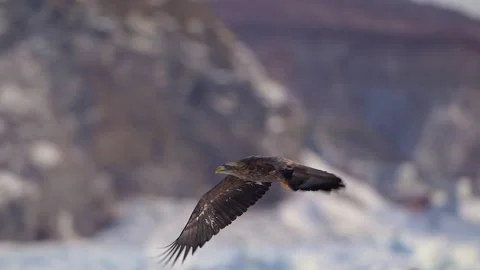 White-Tailed Eagle Hunting Fish in Hokkaido, Japan Majestic Wildlife Stock-Footage 310834897