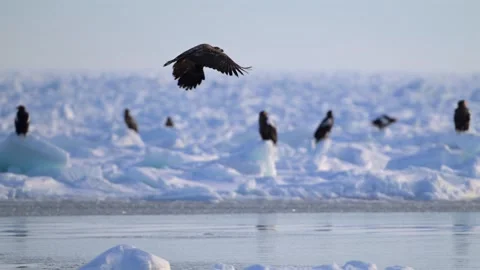 White-Tailed Eagle Hunting Fish in Hokkaido, Japan Majestic Wildlife 動画素材 310835217