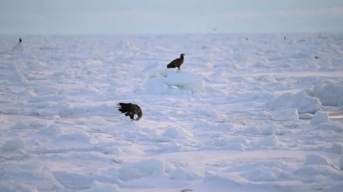 White-Tailed Eagle Hunting Fish in Hokkaido, Japan Majestic Wildlife 動画素材 310835506