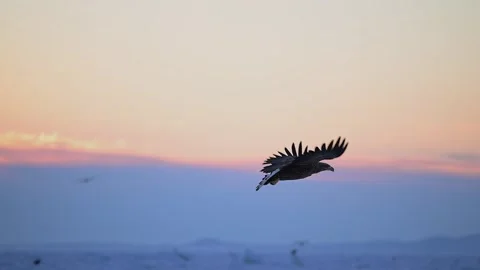 White-Tailed Eagle Hunting Fish in Hokkaido, Japan 库存影片 310835599