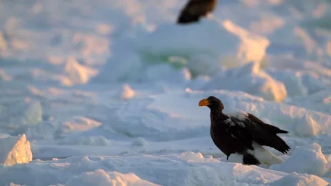 White-Tailed Eagle Hunting Fish in Hokkaido, Japan 動画素材 310835951