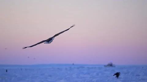 White-Tailed Eagle Hunting Fish in Hokkaido, Japan 動画素材 310835989