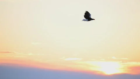 White-Tailed Eagle Hunting Fish in Hokkaido, Japan 動画素材 310836107