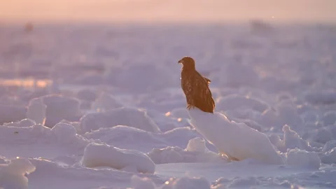 White-Tailed Eagle Hunting Fish in Hokkaido, Japan 動画素材 310836146
