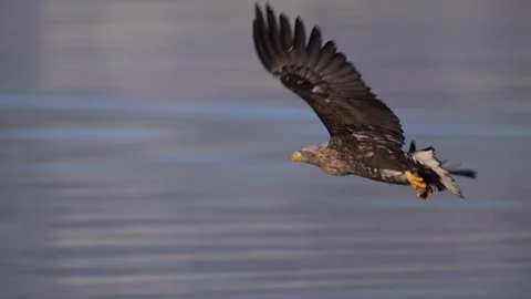 White-Tailed Eagle Hunting Fish in Hokkaido, Japan 動画素材 310836255