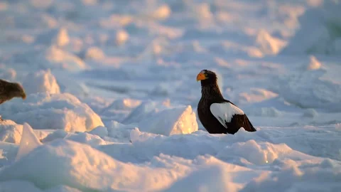 White-Tailed Eagle Hunting Fish in Hokkaido, Japan 動画素材 310836364
