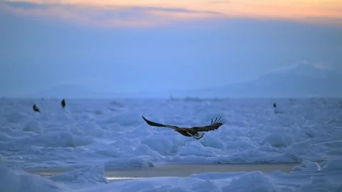 White-Tailed Eagle Hunting Fish in Hokkaido, Japan 動画素材 310836389