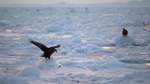 White-Tailed Eagle Hunting Fish in Hokkaido, Japan 動画素材 310836571