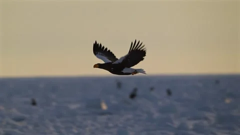White-Tailed Eagle Hunting Fish in Hokkaido, Japan 動画素材 310836854