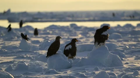 White-Tailed Eagle Hunting Fish in Hokkaido, Japan 動画素材 310836905