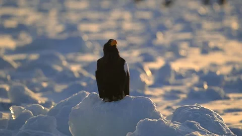 White-Tailed Eagle Hunting Fish in Hokkaido, Japan 動画素材 310836976