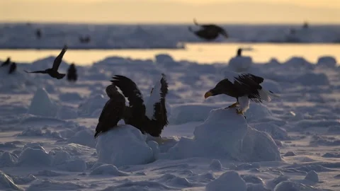 White-Tailed Eagle Hunting Fish in Hokkaido, Japan 動画素材 310837705
