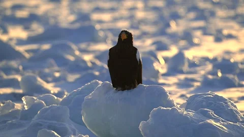 White-Tailed Eagle Hunting Fish in Hokkaido, Japan 動画素材 310837750