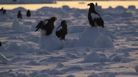 White-Tailed Eagle Hunting Fish in Hokkaido, Japan 動画素材 310837828