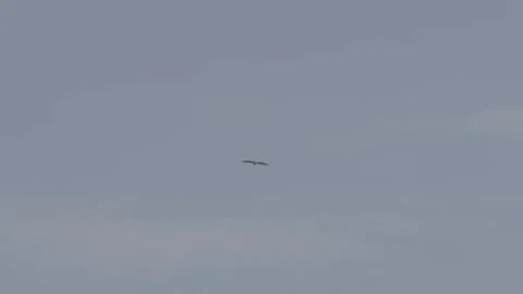 White tailed eagle hunting over a beach Stock Footage 159421646