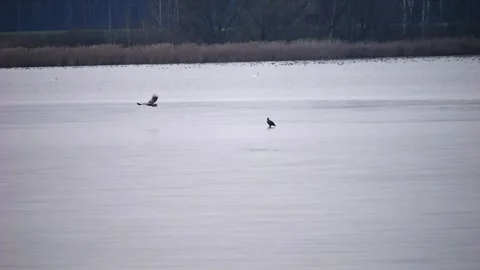 A white-tailed eagle hunts over a frozen lake, its silhouette glowing in th.. Stock Footage 300957538