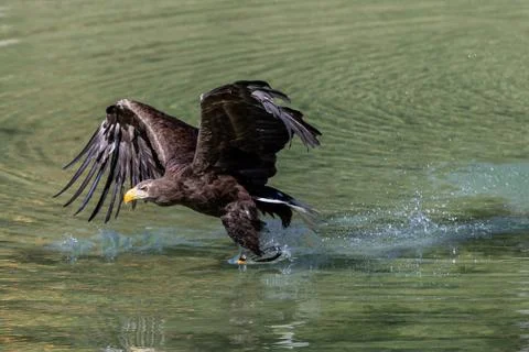 White tailed eagle hunts for prey in the river Foto stock