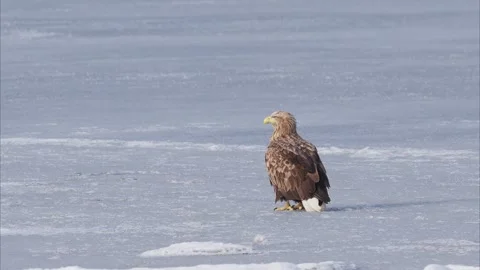 White-tailed Eagle on ice Stock Footage 320514365