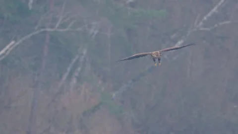 White tailed eagle landing on the ice (Haliaeetus albicilla) 動画素材 313083845