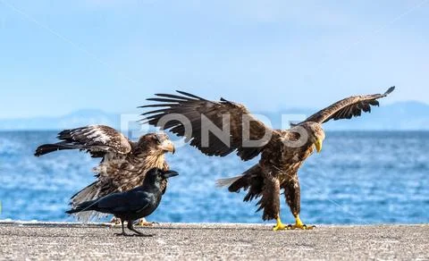 White-tailed eagle is landing. Scientific name: Haliaeetus albicilla, also kn Stock Photos