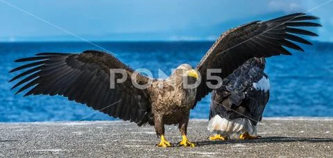 White-tailed eagle is landing. Scientific name: Haliaeetus albicilla, also kn Stock Photos