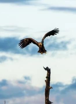 White Tailed Eagle landing in tree, vertical copy space Stock Photos