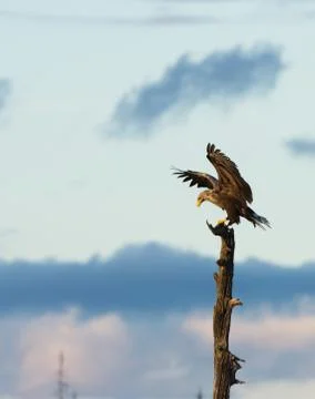White tailed eagle landing in tree top Stock Photos
