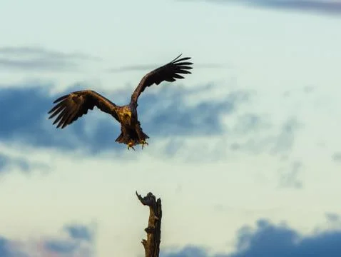 White Tailed Eagle landing in tree, vertical copy space Stock Photos