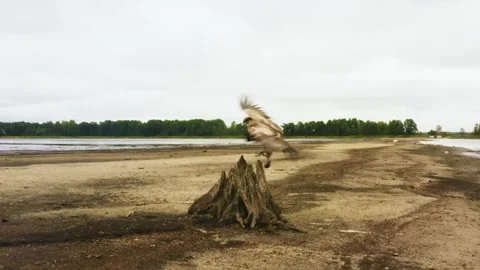 White-tailed eagle landing on a weathered tree stump by a lake. Stock Footage 301073317