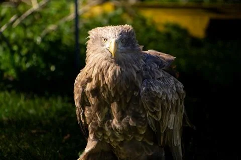 White-tailed eagle looking at the camera. Stock Photos