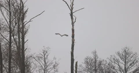 White-tailed eagle looks for a victim, 4K slomo Stock Footage 168135966
