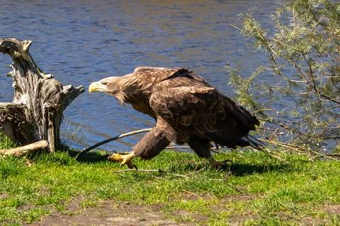 White tailed eagle marching like a soldier, foraging for food. Foto stock