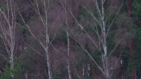 White tailed eagle mating (Haliaeetus albicilla) 動画素材 313082611