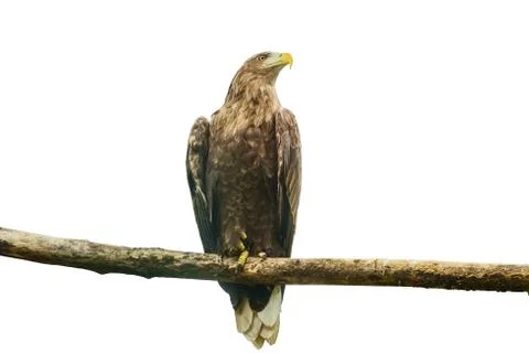 White-tailed eagle or Orlan whitetail (Haliaeetus albicilla) Stock Photos
