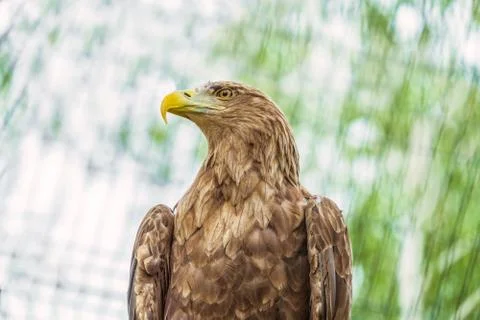White-tailed eagle or Orlan whitetail (Haliaeetus albicilla) portrait Stock Photos