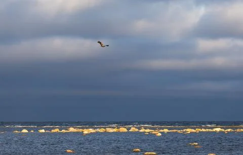 White-tailed Eagle at Ottenby, Southern Oland Sweden Stock Photos
