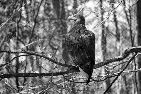White-tailed eagle perched on a branch in a Voltaire for sick birds Fotos Stock