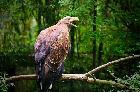 White-tailed Eagle Perched on a Branch Calling Stock Photos