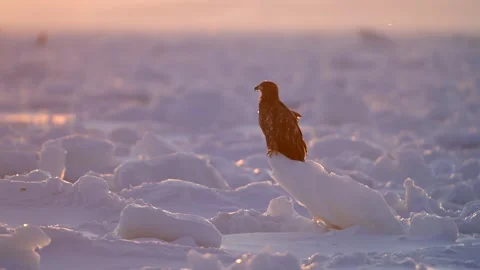 White Tailed Eagle Perched on Ice Floe in Hokkaido Winter 4k Telephoto Stock-Footage 338267018