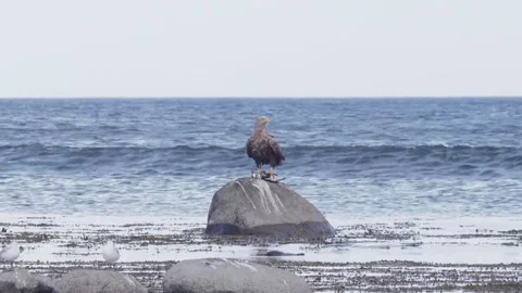 The white-tailed eagle perching on a rock with a pray in claws and lying away Stock Footage 322511438