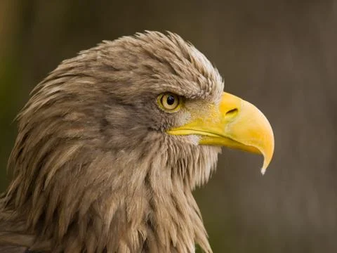 White tailed eagle Stock Photos
