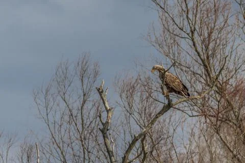 White tailed eagle Stock Photos