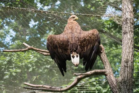 White-tailed eagle Stock Photos