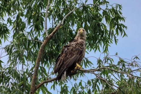 White tailed eagle Stock Photos