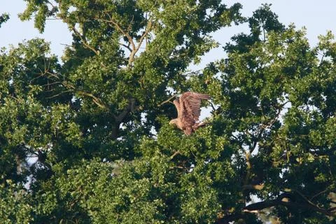 White-tailed eagle Stock Photos