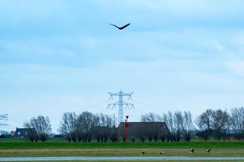 White-tailed eagle Stock Photos