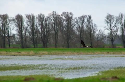 White-tailed eagle Stock Photos