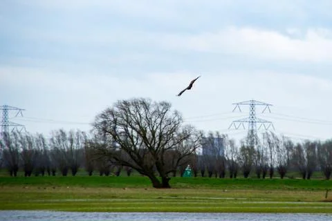 White-tailed eagle Stock Photos