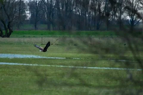 White-tailed eagle Stock Photos